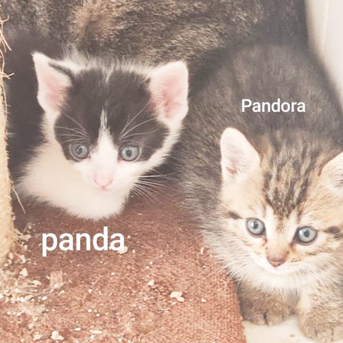 Panda und Pandora